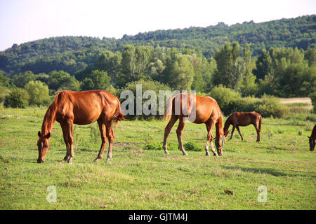 Troupeau de chevaux arabes d'origine anglaise. Chevaux bien entretenus dans les régions rurales de pâturage près de la ferme Banque D'Images