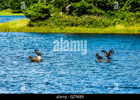 Certains grand cormoran (Phalacrocorax carbo) assis sur des roches dans l'eau de mer dans le sud-est de la Suède. Banque D'Images