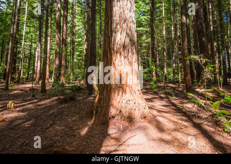 Redwood (Sequoia) forêt de Rotorua, île du Nord, Nouvelle-Zélande Banque D'Images