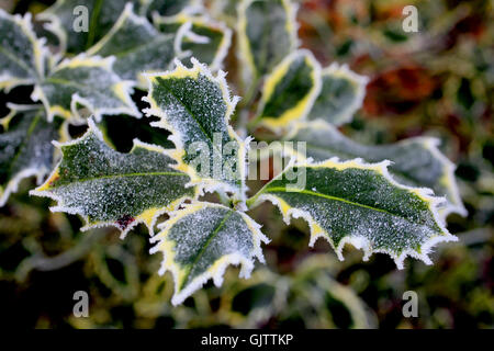 Close-up view of frost couverts de feuilles de houx Banque D'Images