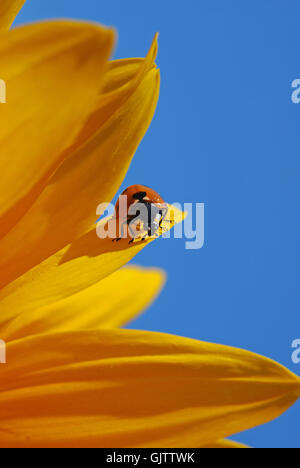 Coccinelle sur tournesol jaune Banque D'Images