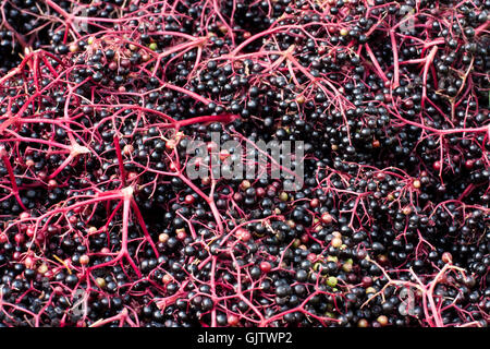 Fruit berry elder Banque D'Images