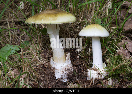 Grüner Knollenblätterpilz Gift-Wulstling, Grüner, Grüner Knollen-Blätterpilz, tödlich giftig, Amanita phalloides, la mort, les dea Banque D'Images