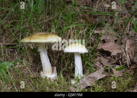 Grüner Knollenblätterpilz Gift-Wulstling, Grüner, Grüner Knollen-Blätterpilz, tödlich giftig, Amanita phalloides, la mort, les dea Banque D'Images