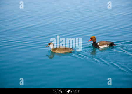 Fuligules paire sur le lac. Banque D'Images