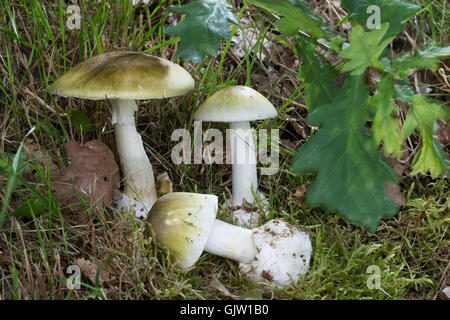 Grüner Knollenblätterpilz Gift-Wulstling, Grüner, Grüner Knollen-Blätterpilz, tödlich giftig, Amanita phalloides, la mort, les dea Banque D'Images