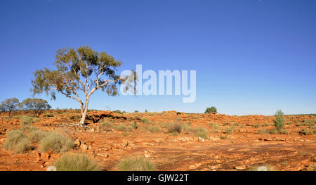 arbre dans l’outback Banque D'Images