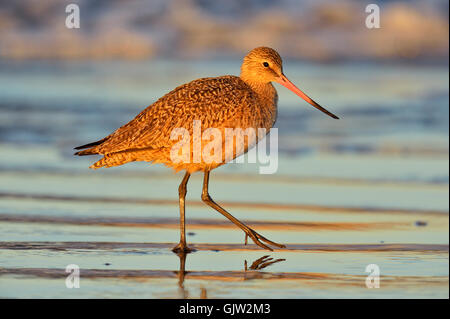 La Barge marbrée (Limosa fedoa) à marée basse sur une plage de sable, Morro Bay, Californie, USA Banque D'Images