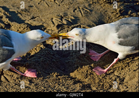 Western Gull (Larus occidentalis) une paire d'adultes en tirant sur un morceau de nourriture, San Simeon, California, USA Banque D'Images