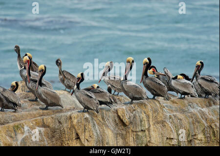 Pélican brun (Pelecanus occidentalis) colonie de repos sur une petite pile de mer côtière, Pismo Beach, Californie, USA Banque D'Images