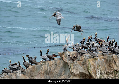 Pélican brun (Pelecanus occidentalis) colonie de repos sur une petite pile de mer côtière, Pismo Beach, Californie, USA Banque D'Images