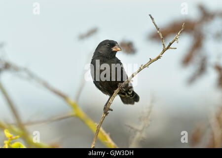 Pinson de Darwin, le parc national des Îles Galapagos, San Cristobal, l'île de Lobos, Equateur Banque D'Images
