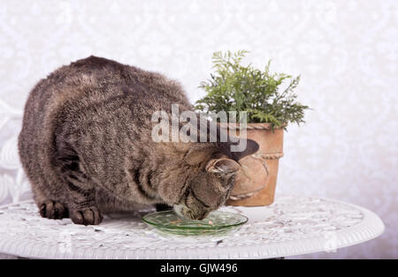 Un chat mange de la nourriture pour chat en conserve d'un plat en verre vert sur le tableau blanc Banque D'Images