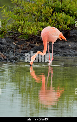 Flamant rose (Phoenicopterus roseus), parc national des Îles Galapagos, l'île de Santa Cruz, de la plage de Las Bachas, Equateur Banque D'Images