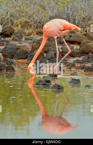 Flamant rose (Phoenicopterus roseus), parc national des Îles Galapagos, l'île de Santa Cruz, Cerro Dragon, l'île de Santa Cruz, Dragon Hill, EC Banque D'Images