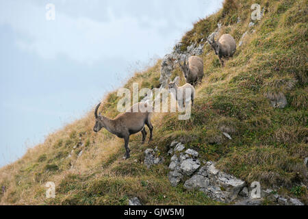 Un groupe d'Ibex alpin / Steinböcke ( Capra Ibex ) dans une rangée, descendant une colline vers la vallée, la faune, l'Europe. Banque D'Images
