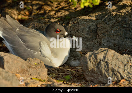 Swallow-tailed Gull (Creagrus furcatus) des profils avec poussin nouveau-né, le parc national des Îles Galapagos, l'Équateur, l'île South Plaza Banque D'Images