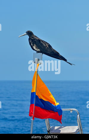 Frégate superbe (Fregata magnificens) perché sur un drapeau de l'Equateur, le parc national des Îles Galapagos, Equateur, l'île South Plaza Banque D'Images