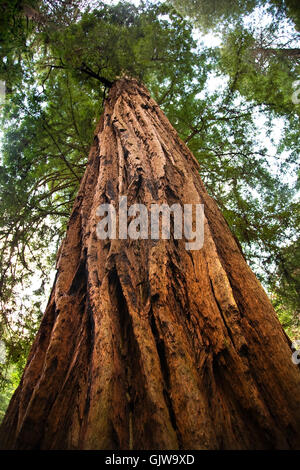 Arbre arbres bois rouge Banque D'Images