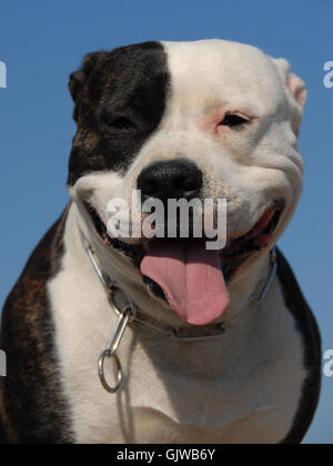 American bull dog Banque D'Images