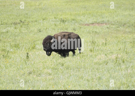 Lawton, Oklahoma, USA. Nov 8, 2016. Bisons le Wichita Mountains Wildlife Refuge. Le refuge, situé dans le sud-ouest de l'Utah près de Lawton, a été créé en 1901. En 1907, la American Bison Society transportés 15 bisons, six taureaux et neuf vaches, de la New York Zoological Park pour le refuge. A cette époque, les bisons avaient été éteints sur les grandes plaines du sud pendant 30 ans. La harde de bisons compte maintenant environ 650 sur le refuge. Plus tard longhorn steer et le wapiti était situé là. C'est le plus ancien établissement de la faune dans le géré United States Fish and Wildlife Service système. La mesure de abou Banque D'Images