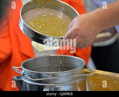 Prague, République tchèque. Août 17, 2016. Première récolte de miel au Conseil de la ville de Prague, à Prague, en République tchèque, le 17 août 2016. © Michal Dolezal/CTK Photo/Alamy Live News Banque D'Images