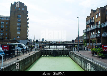 Londres, Royaume-Uni. 18 août 2016. L'eau du bassin de Limehouse est couvert par la lentille d'eau verte. C'est une très petite lumière green flottantes, roulement de graines plante qui peut être agressive invaders d'étangs et sont souvent trouvés en mixte avec des fougères ou aucun nom commun. Credit : Alberto Pezzali/Alamy Live News Banque D'Images