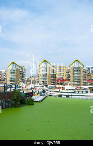 Londres, Royaume-Uni. 18 août 2016. L'eau du bassin de Limehouse est couvert par la lentille d'eau verte. C'est une très petite lumière green flottantes, roulement de graines plante qui peut être agressive invaders d'étangs et sont souvent trouvés en mixte avec des fougères ou aucun nom commun. Credit : Alberto Pezzali/Alamy Live News Banque D'Images