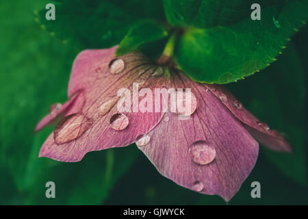 Gros plan d'une fleur avec des gouttes d'eau Banque D'Images