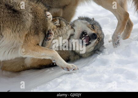 Le choc des loups Banque D'Images