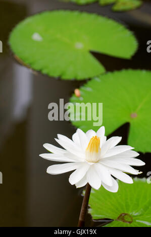 Plante fleur lotus Banque D'Images