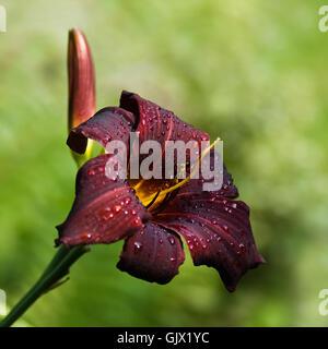 Fleurs Plantes Fleurs Banque D'Images