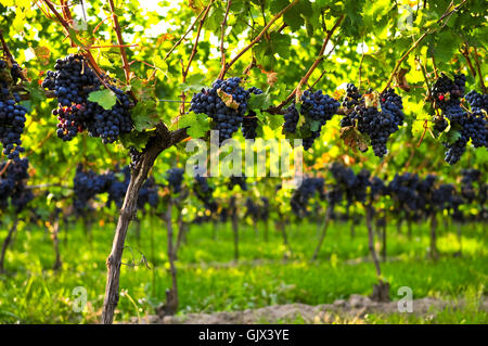 Branches de raisin vigne Banque D'Images