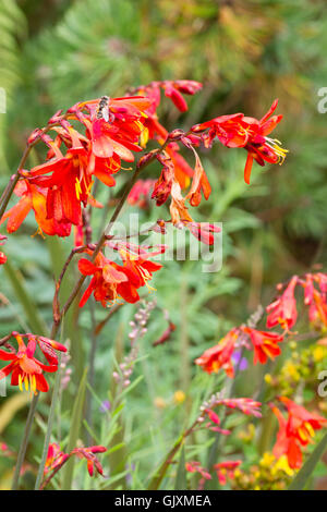 Un rouge-orange fleurs de la plante vivace corm, Crocosmia x crocosmiiflora 'Saracen' Banque D'Images