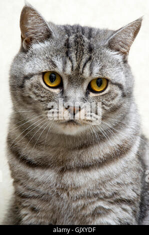 Chat mignon avec des yeux jaunes Banque D'Images