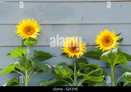 De plus en plus le tournesol dans une rangée sur un fond rustique Banque D'Images