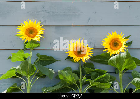 De plus en plus le tournesol dans une rangée sur un fond rustique Banque D'Images