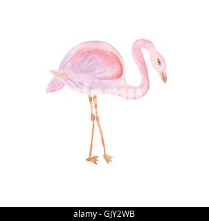 Peint à l'Aquarelle illustration de Flamingo. Illustration de Vecteur