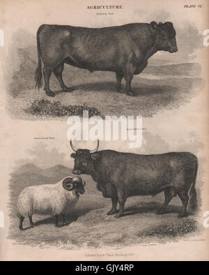 L'agriculture. Galloway et Bull. Face noire de Ram. Argyleshire Bull. BRITANNICA, 1860 Banque D'Images