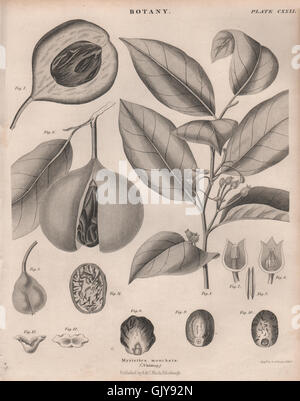 Myristica moschata (muscade). BRITANNICA, antique print 1860 Banque D'Images