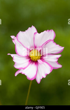 Cosmos bipinnatus 'Capriola' fleurs. Banque D'Images