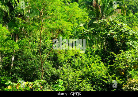 Arbre arbres jungle Banque D'Images