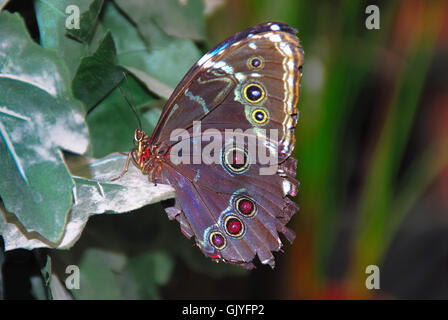 Le Butterfly Arc est la première maison de papillons en Italie. Les papillons de la forêt tropicale d'Amazonie, d'Afrique et d'Asie sont libres de voler. Le Butterfly Arc est également à la maison à de petits lézards et insectes. La Morpho Helenor ou Morpho Morpho Helenor commun (Helenor) est un papillon tropical trouvés au Panama, El Salvador, Nicaragua, Costa Rica, Mexique, Suriname, Guyane Française, Bolivie, Colombie, Pérou, Equateur, Venezuela, Honduras, Guatemala, Paraguay, Brésil, Argentine, et à la Trinité-et-Tobago. Banque D'Images