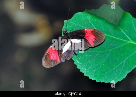 Le Butterfly Arc est la première maison de papillons en Italie. Les papillons de la forêt tropicale d'Amazonie, d'Afrique et d'Asie sont libres de voler. Le Butterfly Arc est également à la maison à de petits lézards et insectes. Un facteur rouge (Heliconius erato) est l'un des quelque 40 espèces de papillons néotropicaux appartenant au genre Heliconius. Il est aussi communément appelé le petit facteur, le rouge la passion des fleurs, papillons ou des crimson-patchée longwing. Il est répandu en provenance du Brésil, en Amérique centrale et au Mexique. Banque D'Images