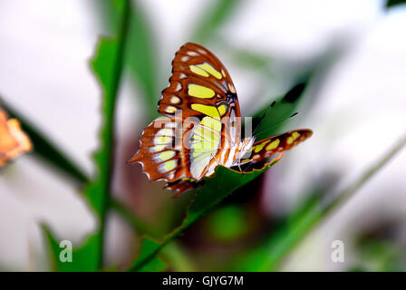 Le Butterfly Arc est la première maison de papillons en Italie. Les papillons de la forêt tropicale d'Amazonie, d'Afrique et d'Asie sont libres de voler. Le Butterfly Arc est également à la maison à de petits lézards et insectes. Siproeta stelenes malachite (l) est un pinceau putois néotropicale (papillon) de la famille des Riodinidae. La malachite a de grandes ailes qui sont noires et brillantes vert ou jaune-vert sur la face supérieure et brun clair et vert olive sur la face inférieure. Il est nommé pour la malachite minéraux, qui est semblable à la couleur à la couleur vert vif sur les ailes du papillon. Banque D'Images