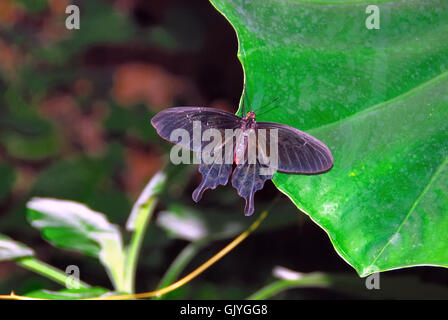 Le Butterfly Arc est la première maison de papillons en Italie. Les papillons de la forêt tropicale d'Amazonie, d'Afrique et d'Asie sont libres de voler. Le Butterfly Arc est également à la maison à de petits lézards et insectes. La Rose Rose (Pachliopta kotzebuea) est un papillon de la Famille des Papilionidae. Il est constaté dans les Philippines. Banque D'Images