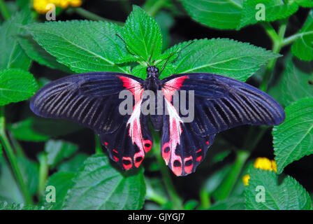 Le Butterfly Arc est la première maison de papillons en Italie. Les papillons de la forêt tropicale d'Amazonie, d'Afrique et d'Asie sont libres de voler. Le Butterfly Arc est également à la maison à de petits lézards et insectes. Le Grand Mormon Papilio memnon) est un grand papillon originaire du sud de l'Asie qui appartient à la famille d'hirondelle. Il est largement distribué et a treize sous-espèces. La femelle est polymorphe et avec des formes mimétiques. Banque D'Images