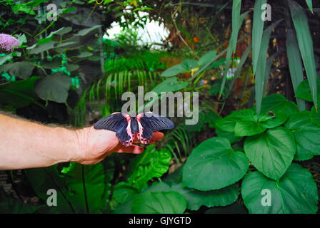 Le Butterfly Arc est la première maison de papillons en Italie. Les papillons de la forêt tropicale d'Amazonie, d'Afrique et d'Asie sont libres de voler. Le Butterfly Arc est également à la maison à de petits lézards et insectes. Un papillon sur la main d'un visiteur. Le Grand Mormon Papilio memnon) est un grand papillon originaire du sud de l'Asie qui appartient à la famille d'hirondelle. Il est largement distribué et a treize sous-espèces. La femelle est polymorphe et avec des formes mimétiques. Banque D'Images