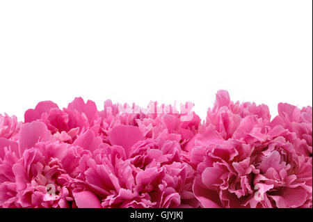 Fleur plante isolée