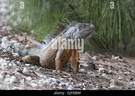 Grand iguane vert se dorant dans le soleil du matin dans le sud de la Floride Banque D'Images